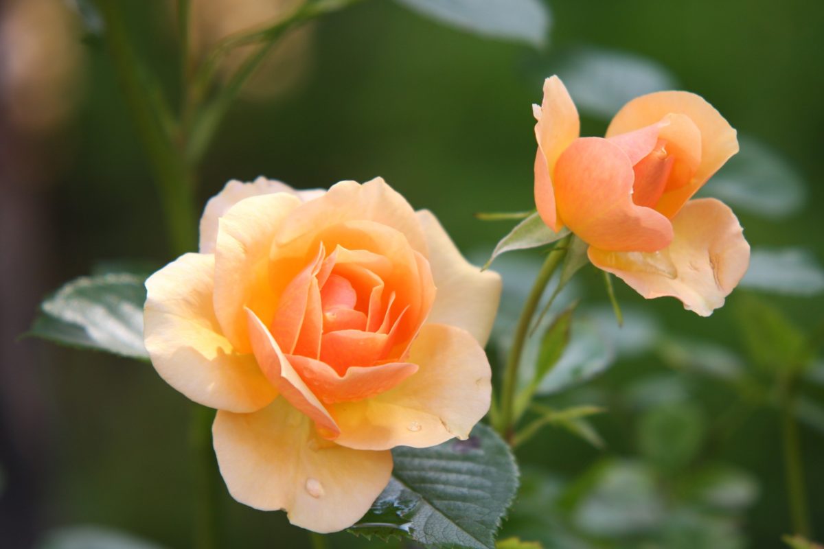bloom-blossom-flora-39517