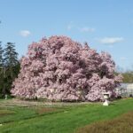 Episode #430: McDaniel College Professor of Communication & Cinema, Robert Lemieux